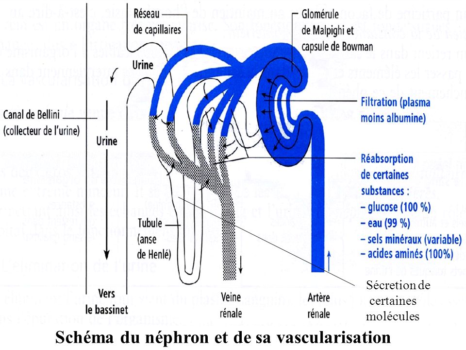 Schéma du néphron et de sa vascularisation