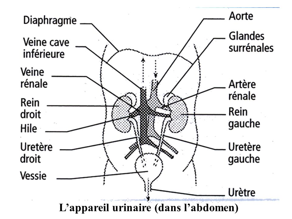 L’appareil urinaire (dans l’abdomen)