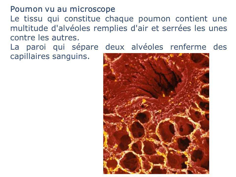 Poumon vu au microscope