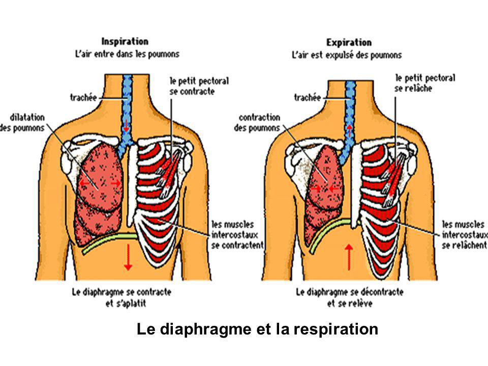 Le diaphragme et la respiration