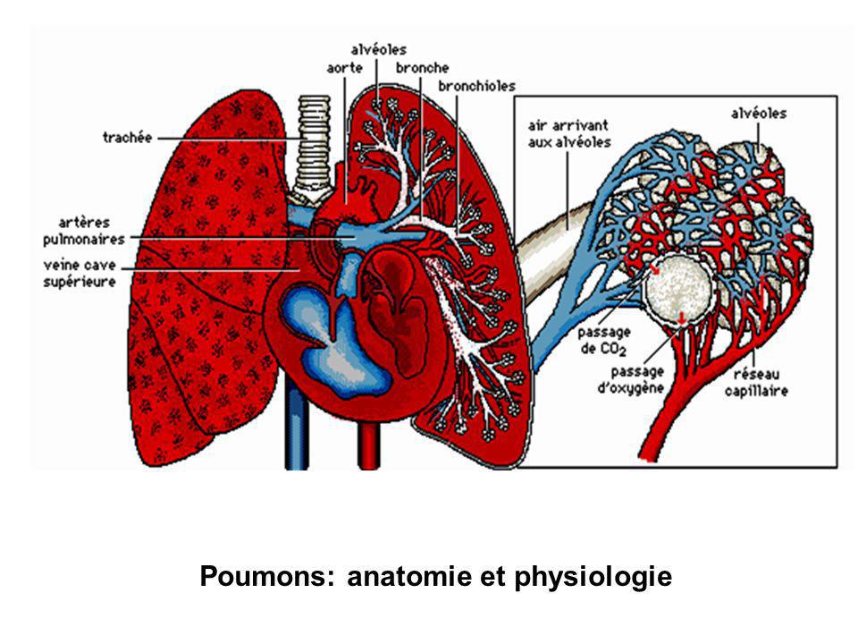 Poumons: anatomie et physiologie