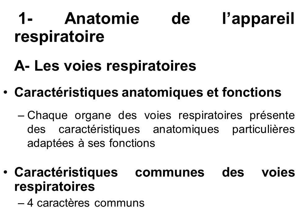 1- Anatomie de l’appareil respiratoire A- Les voies respiratoires