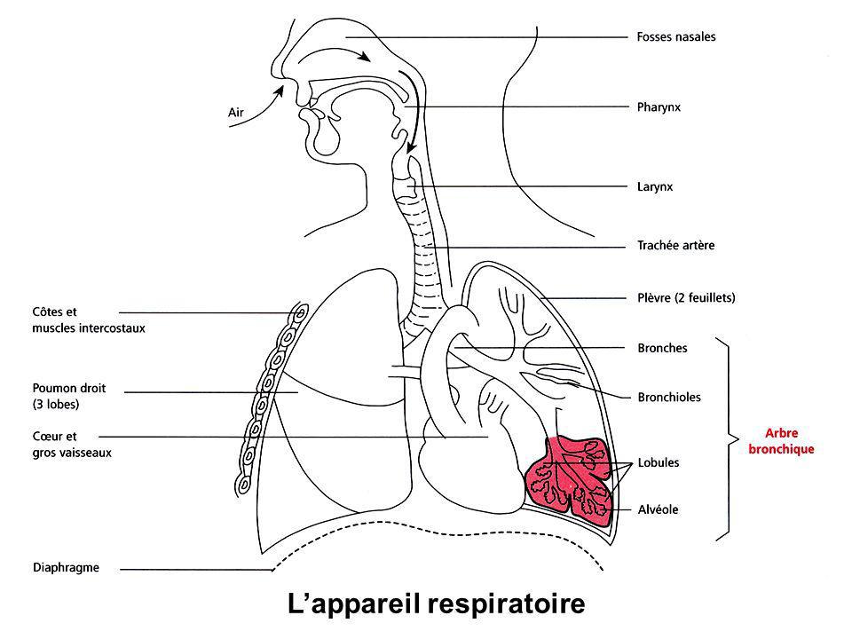L’appareil respiratoire