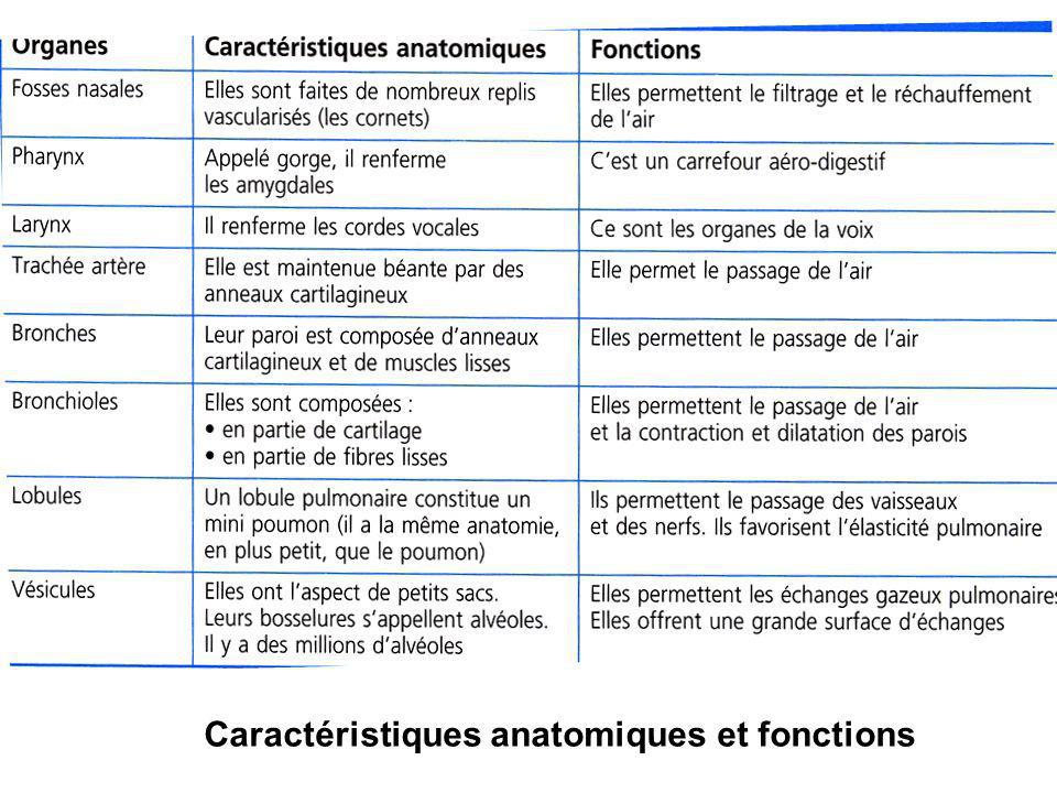 Caractéristiques anatomiques et fonctions