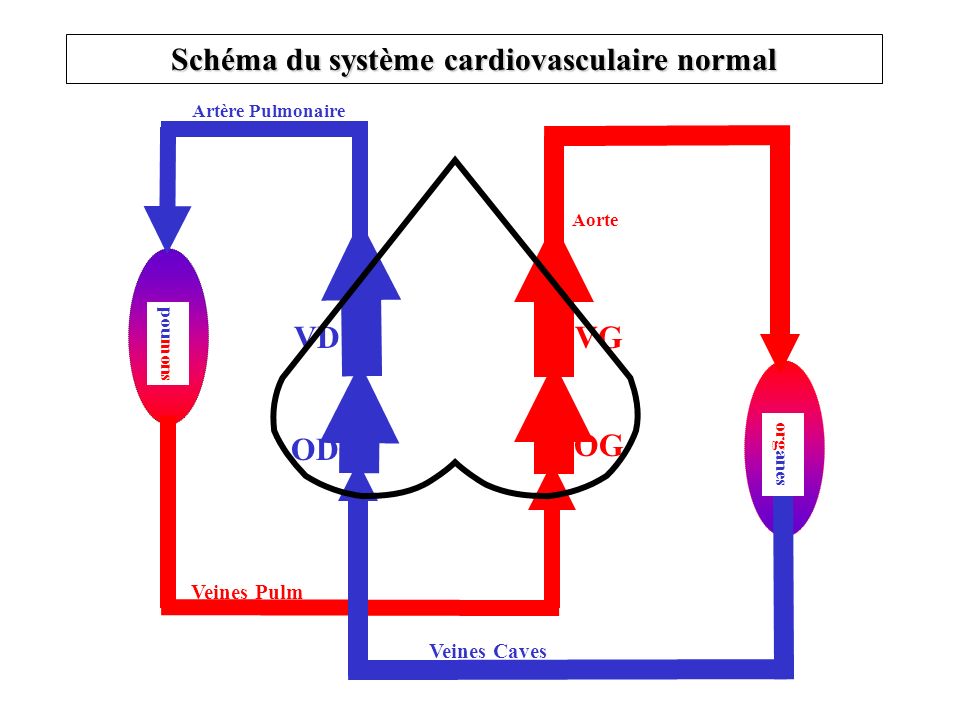 Schéma du système cardiovasculaire normal