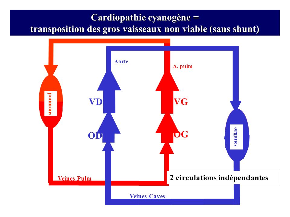 Cardiopathie cyanogène = transposition des gros vaisseaux non viable (sans shunt)