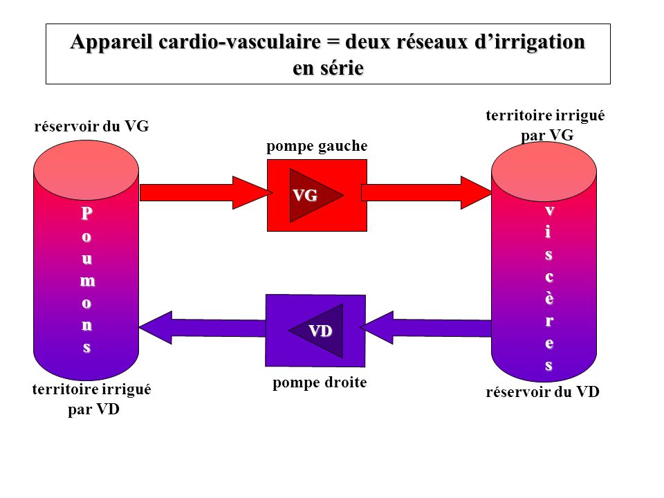 Appareil cardio-vasculaire = deux réseaux d’irrigation en série