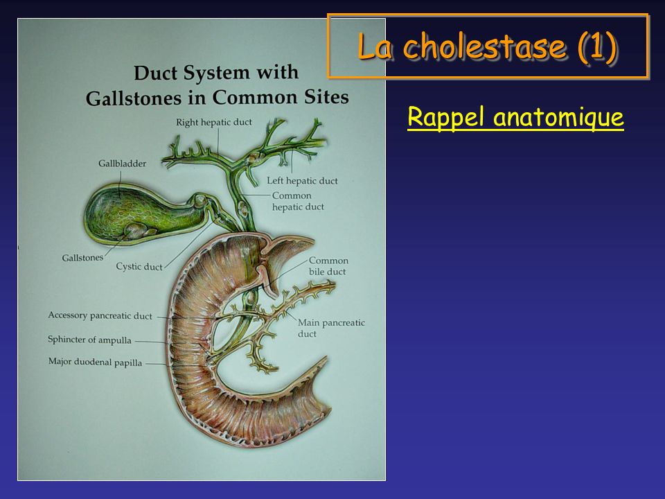 La cholestase (1) Rappel anatomique