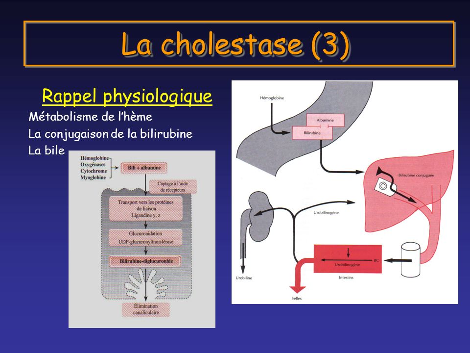 La cholestase (3) Rappel physiologique Métabolisme de l’hème