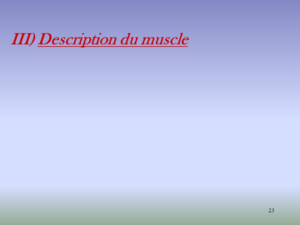 III) Description du muscle