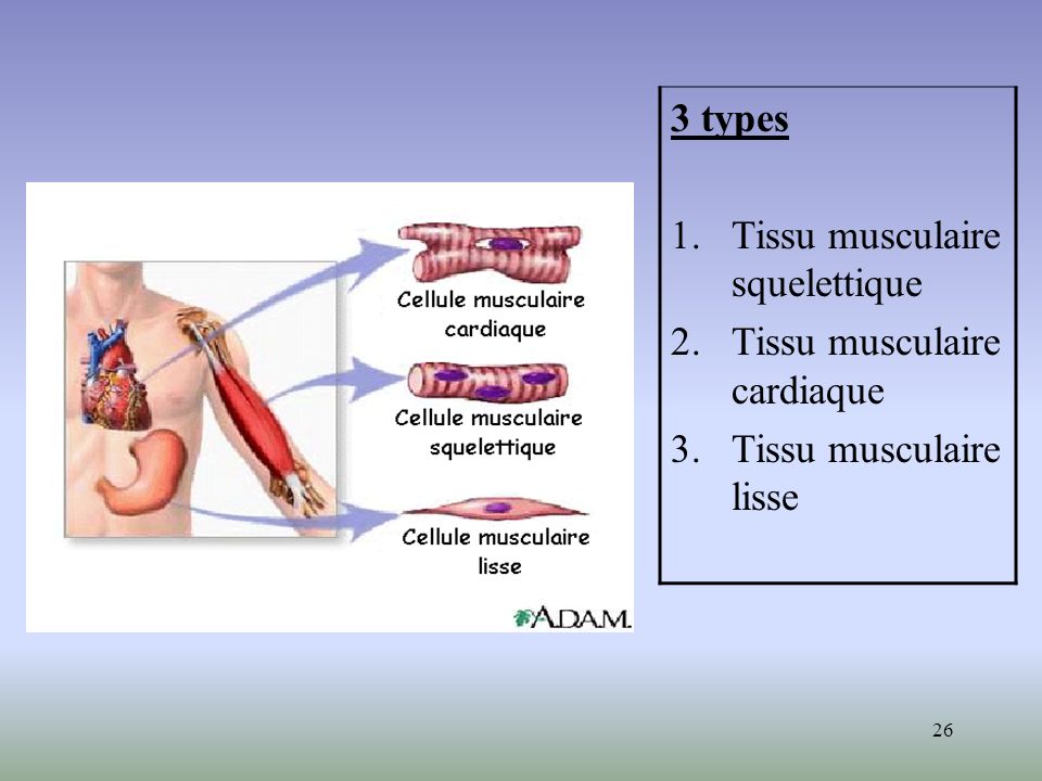 3 types Tissu musculaire squelettique Tissu musculaire cardiaque Tissu musculaire lisse