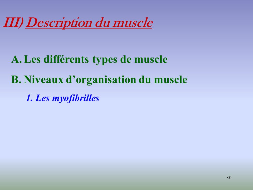 III) Description du muscle