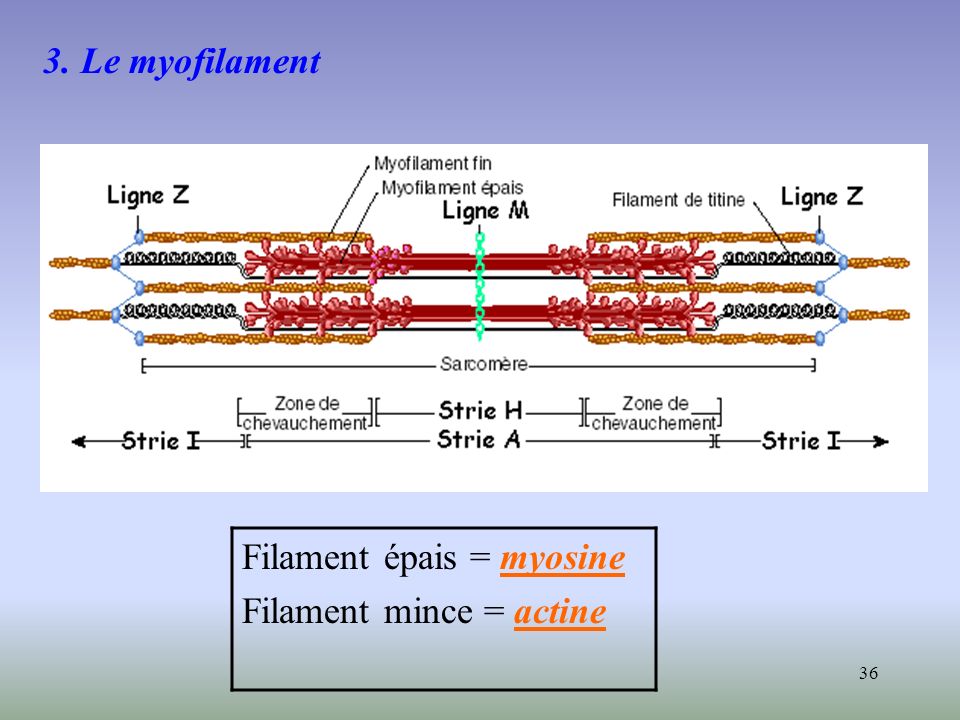 3. Le myofilament Filament épais = myosine Filament mince = actine