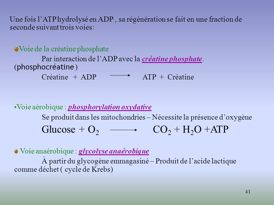 Une fois l’ATP hydrolysé en ADP , sa régénération se fait en une fraction de seconde suivant trois voies: