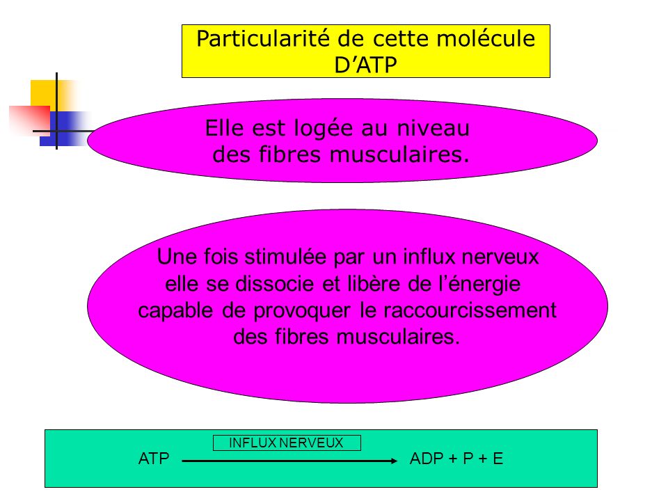 Particularité de cette molécule D’ATP