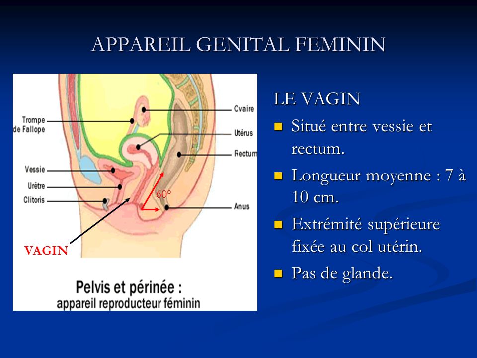 APPAREIL GENITAL FEMININ