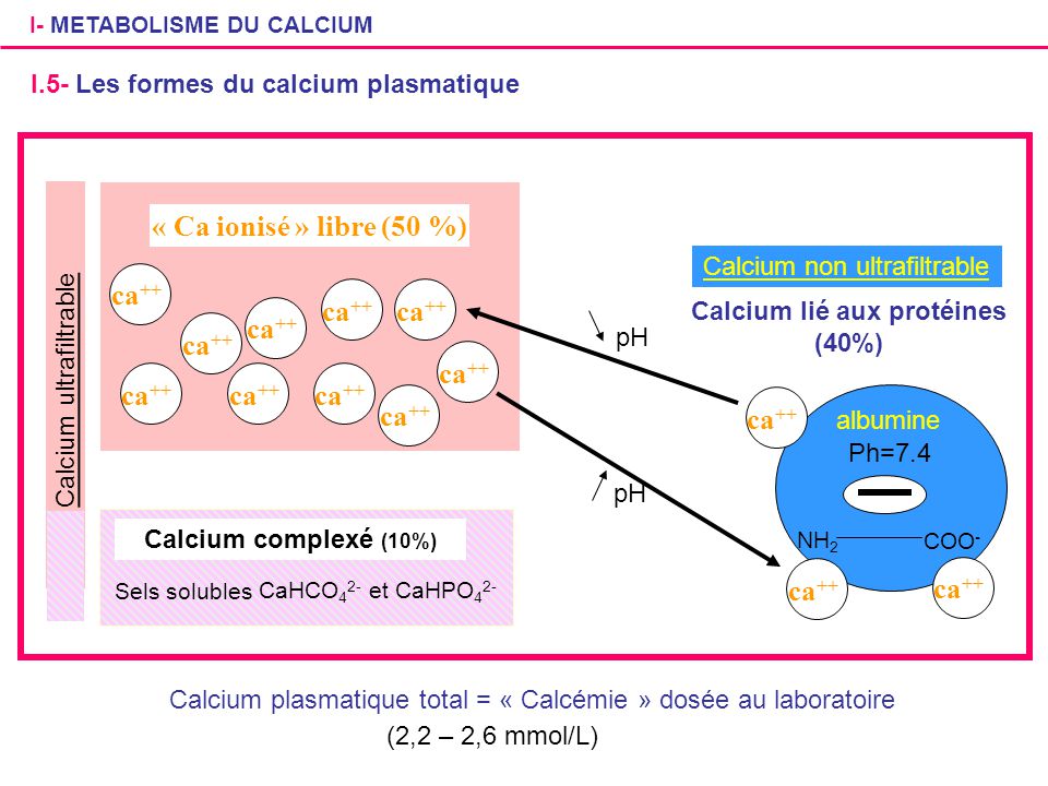 Calcium lié aux protéines (40%)