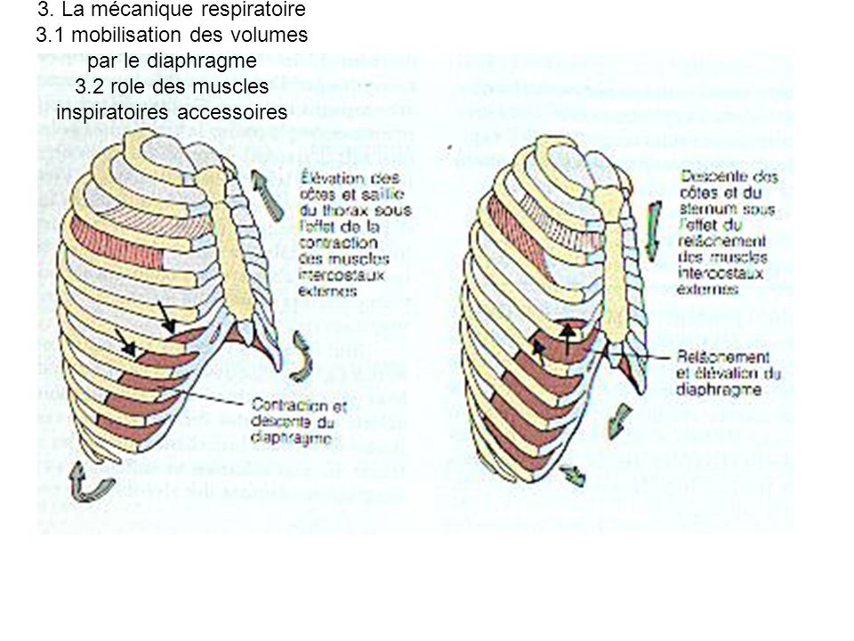 3. La mécanique respiratoire