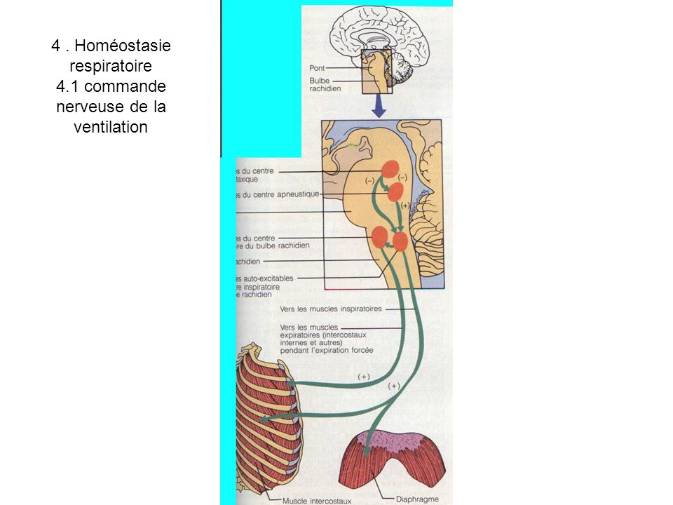 4 . Homéostasie respiratoire 4.1 commande nerveuse de la ventilation
