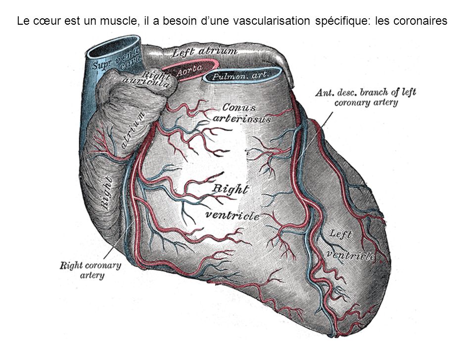 Le cœur est un muscle, il a besoin d’une vascularisation spécifique: les coronaires