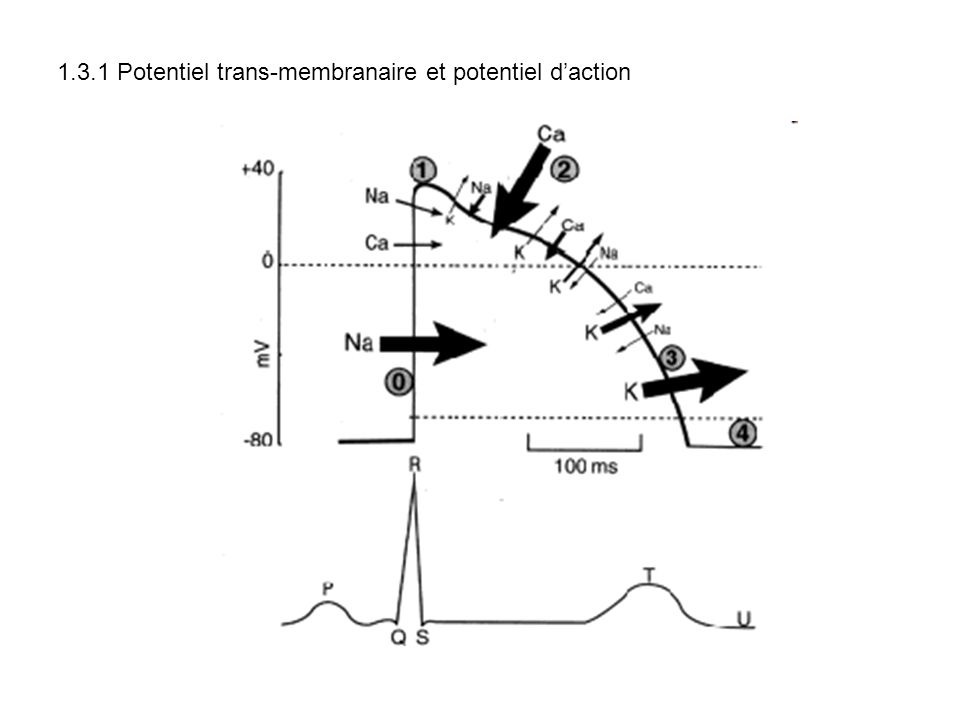 1.3.1 Potentiel trans-membranaire et potentiel d’action