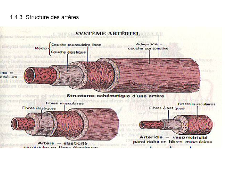 1.4.3 Structure des artéres