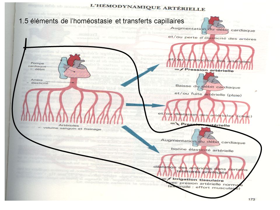 1.5 éléments de l’homéostasie et transferts capillaires