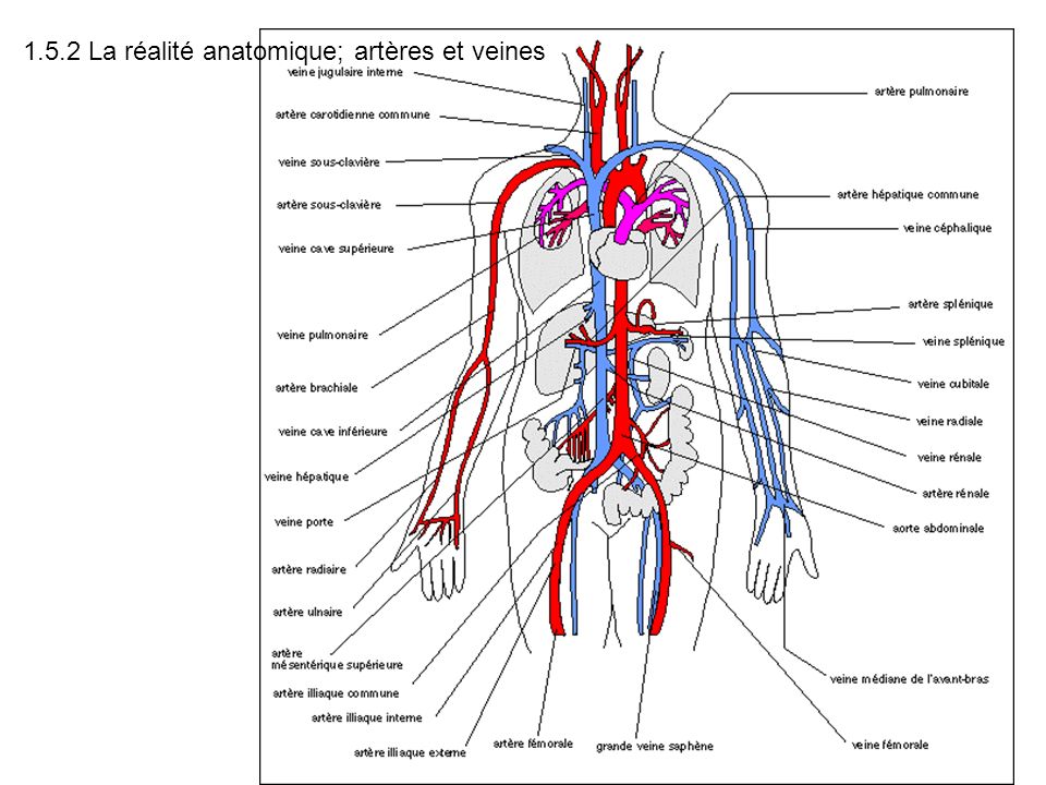 1.5.2 La réalité anatomique; artères et veines