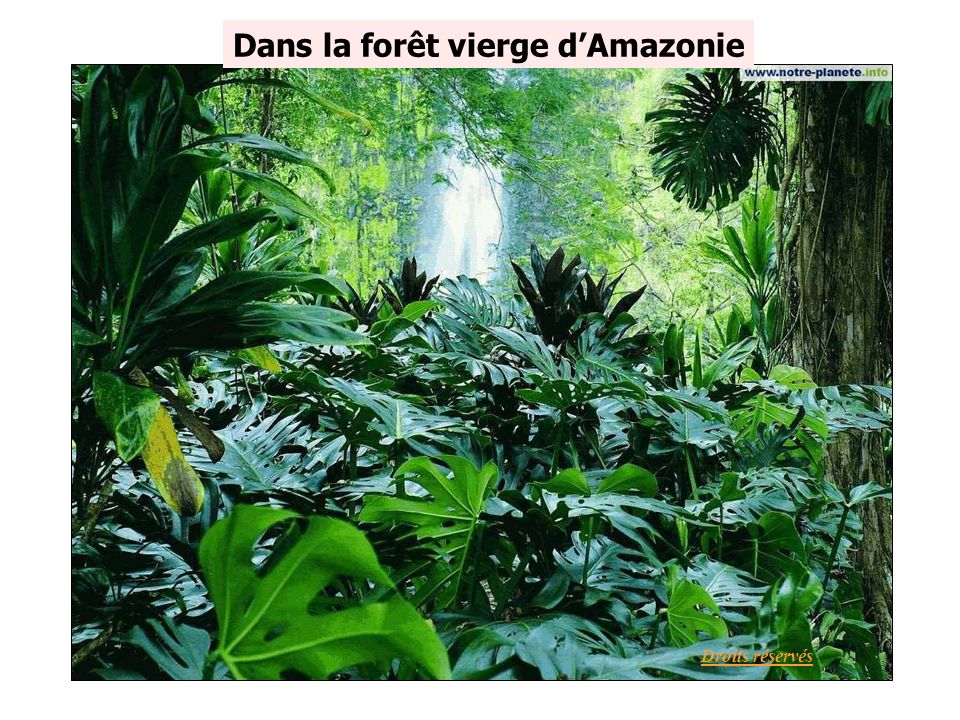 Dans la forêt vierge d’Amazonie