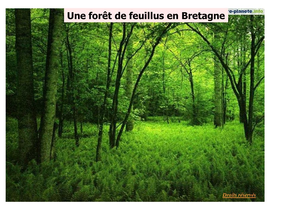 Une forêt de feuillus en Bretagne