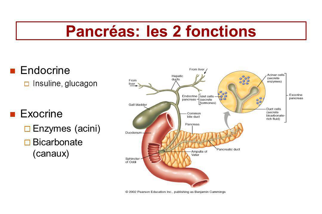 Les fonctions. Pancreas function. Pancreatic Enzymes. Pancreas Enzymes.