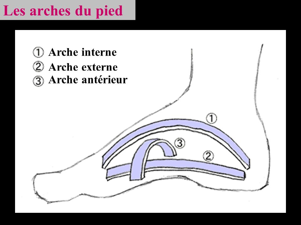 Les arches du pied Arche interne Arche externe Arche antérieur
