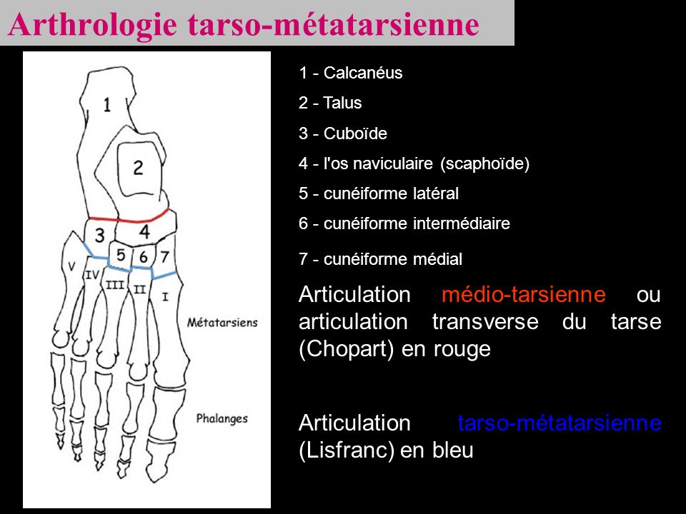 Arthrologie tarso-métatarsienne