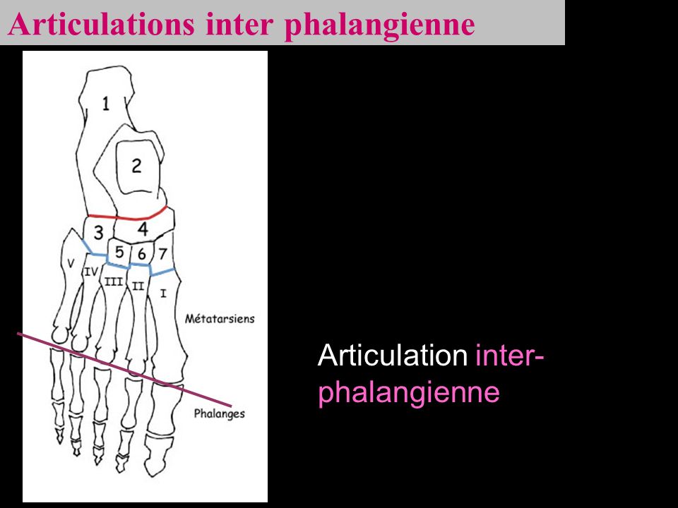 Articulations inter phalangienne