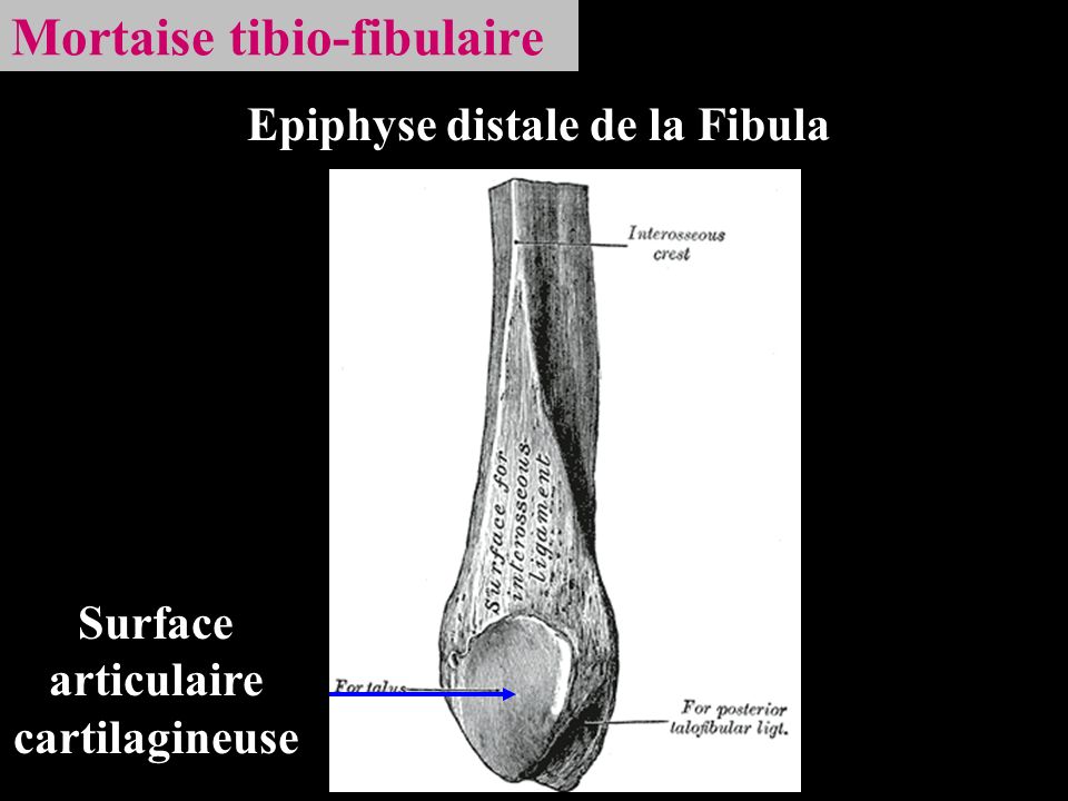 Mortaise tibio-fibulaire