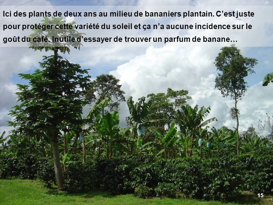 Ici des plants de deux ans au milieu de bananiers plantain