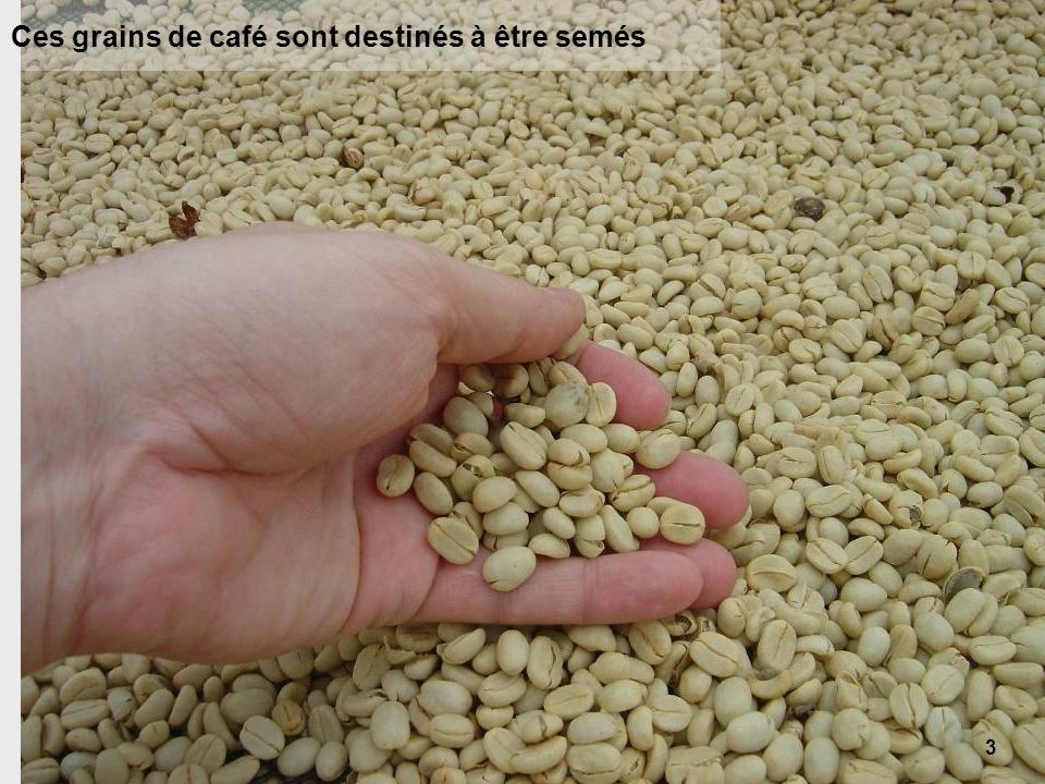 Ces grains de café sont destinés à être semés