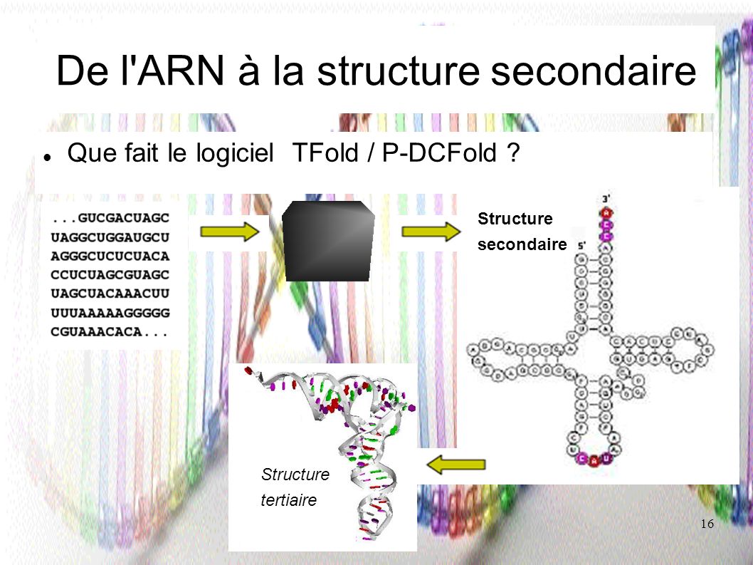 De l ARN à la structure secondaire