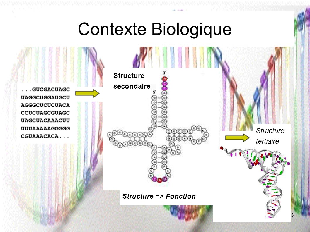 Contexte Biologique Structure secondaire Structure tertiaire