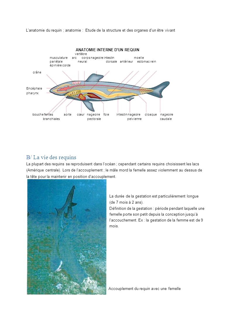 L anatomie du requin ; anatomie : Etude de la structure et des organes d un être vivant
