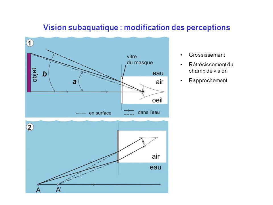 Vision subaquatique : modification des perceptions