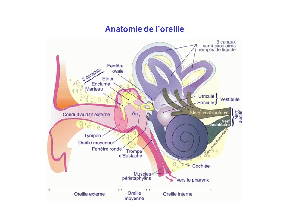 Anatomie de l’oreille