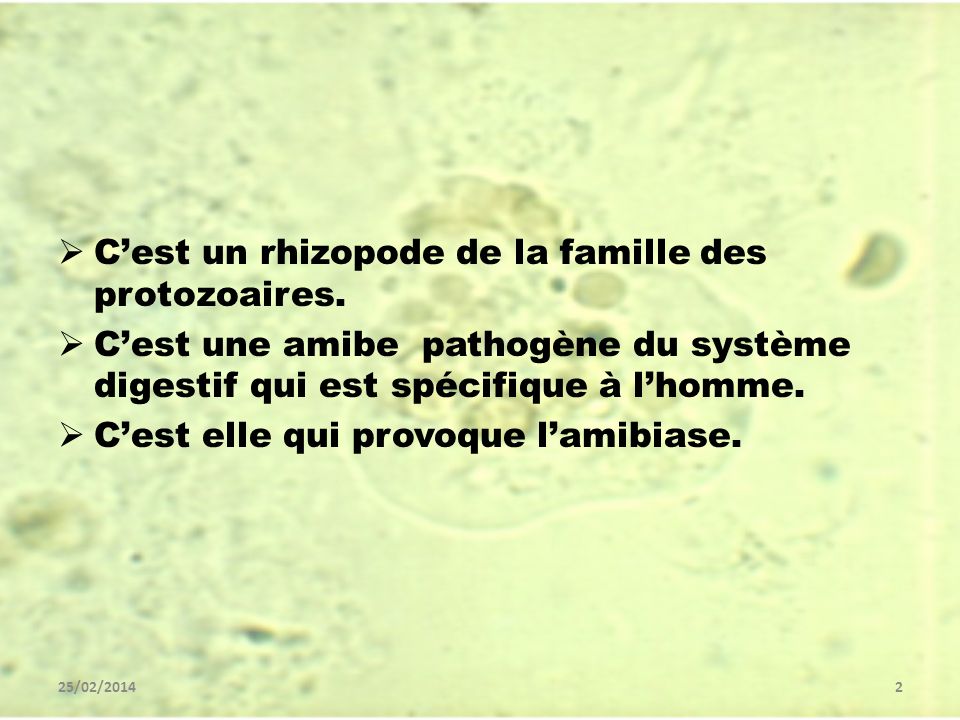 C’est un rhizopode de la famille des protozoaires.