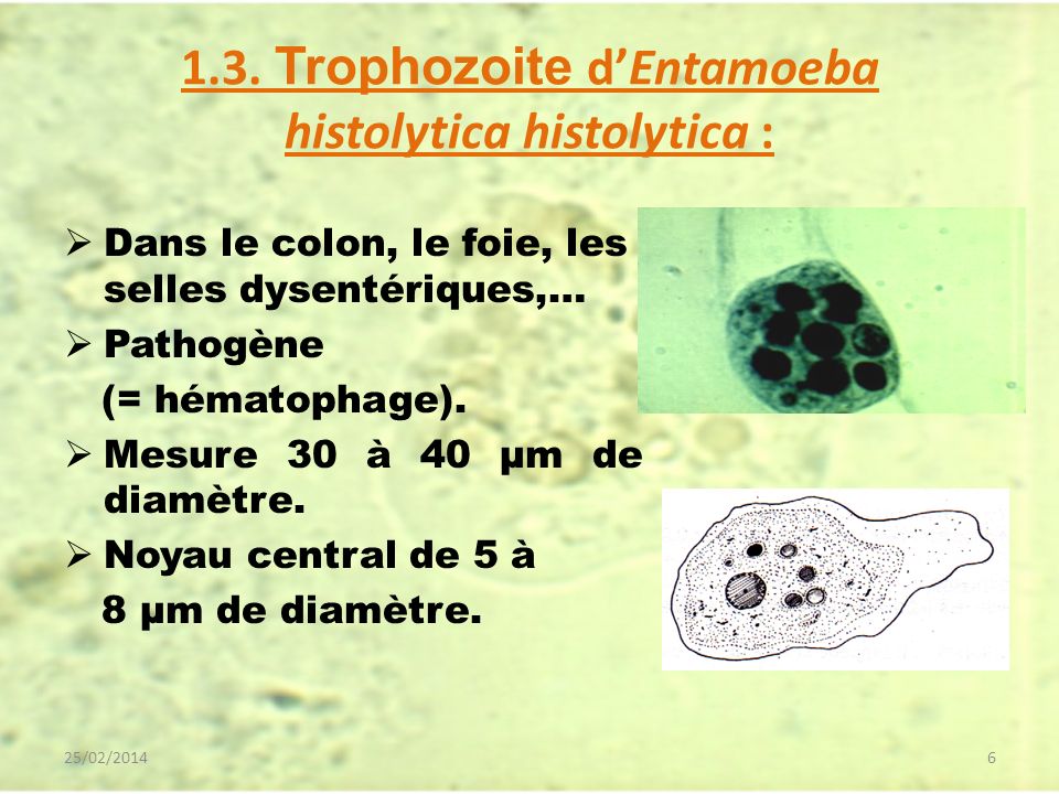 1.3. Trophozoite d’Entamoeba histolytica histolytica :