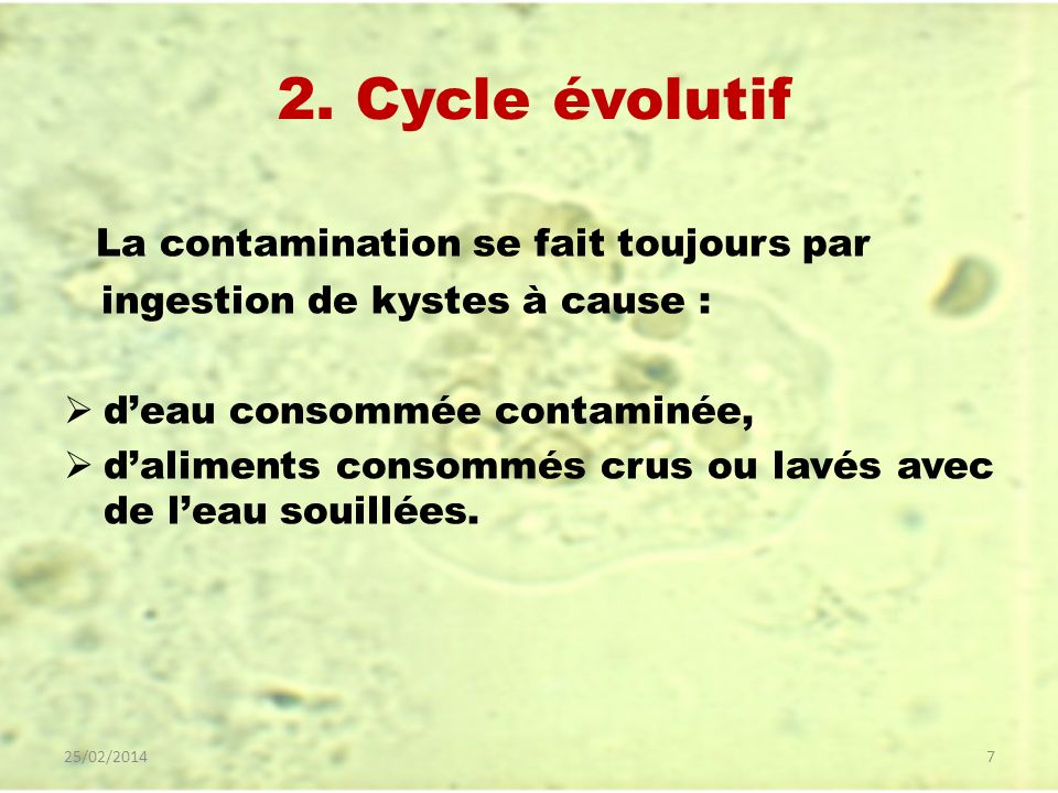 2. Cycle évolutif La contamination se fait toujours par