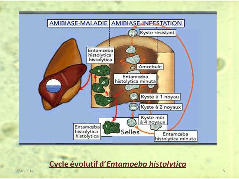 Cycle évolutif d’Entamoeba histolytica