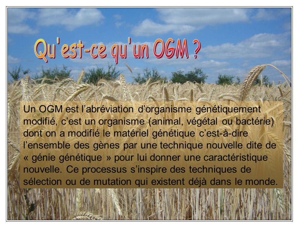 Qu est-ce qu un OGM