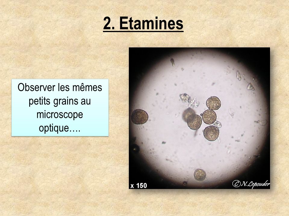 Observer les mêmes petits grains au microscope optique….