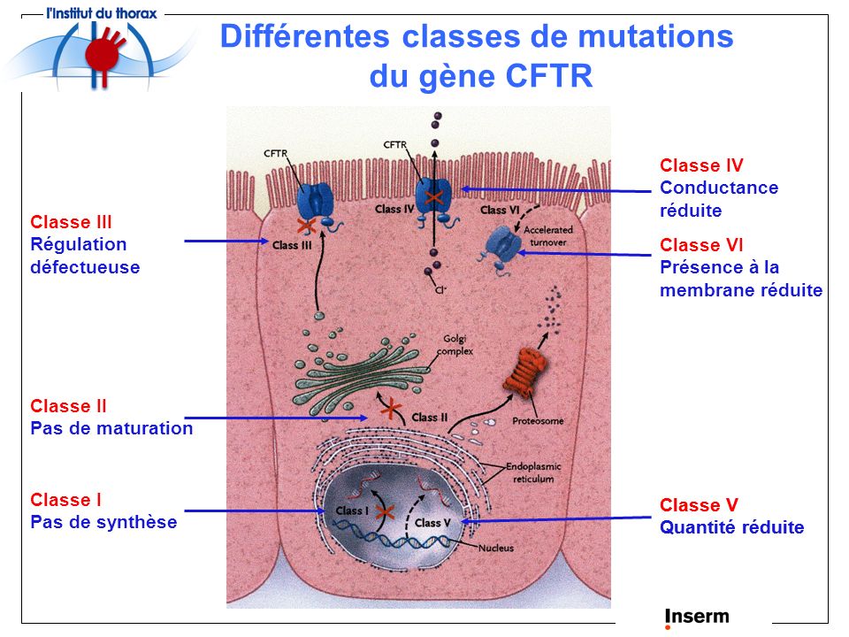 La Mucoviscidose Maladie Génétique à Transmission Autosomique Récessive ...