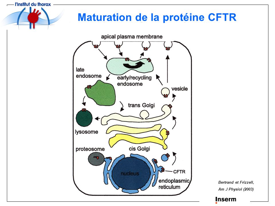 La Mucoviscidose Maladie Génétique à Transmission Autosomique Récessive ...